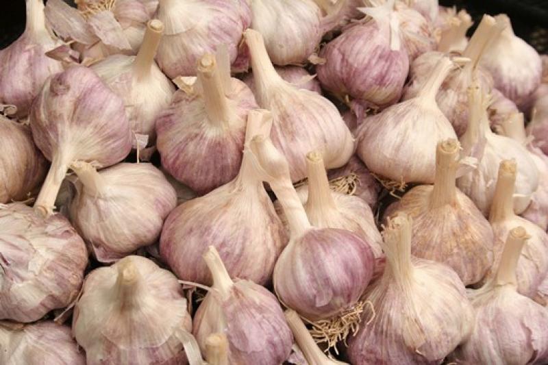 AGROGANADERA UNIVERSAL PRODUCIRÍA 30 TONELADAS DE PASTA DE AJO 