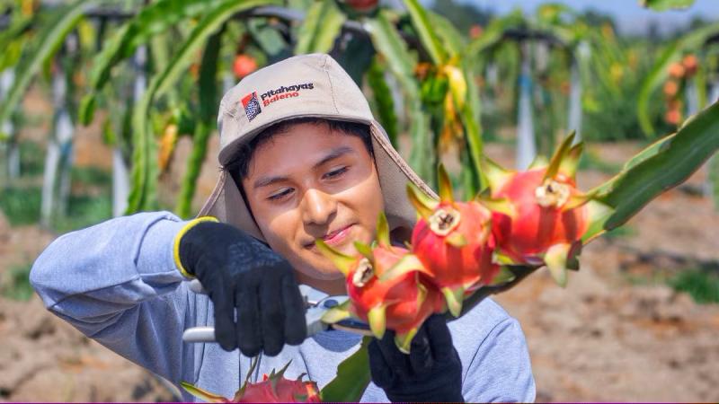 Agroindustria Baleno exportó más de 100 toneladas de pitahaya en lo que va de 2025