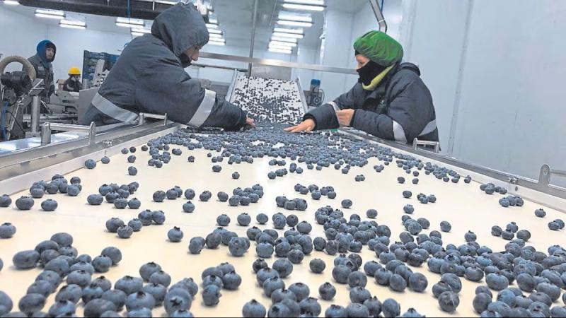 Agroindustria liberteña dinamiza la economía regional y genera más de 95 mil empleos formales