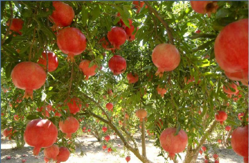 AGROINVERSIONES VALLE Y PAMPA PERÚ ES LA PRIMERA EMPRESA  PRODUCTORA DE GRANADA DE LATINOAMERICA EN OBTENER CERTIFICACIÓN RAINFOREST ALLIANCE
