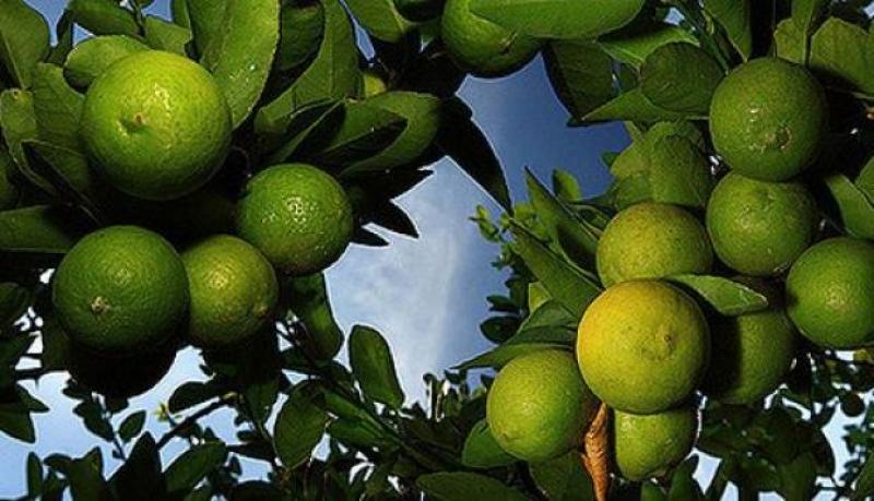 Agromar sumará dos nuevas plantas en Piura y Lima este año