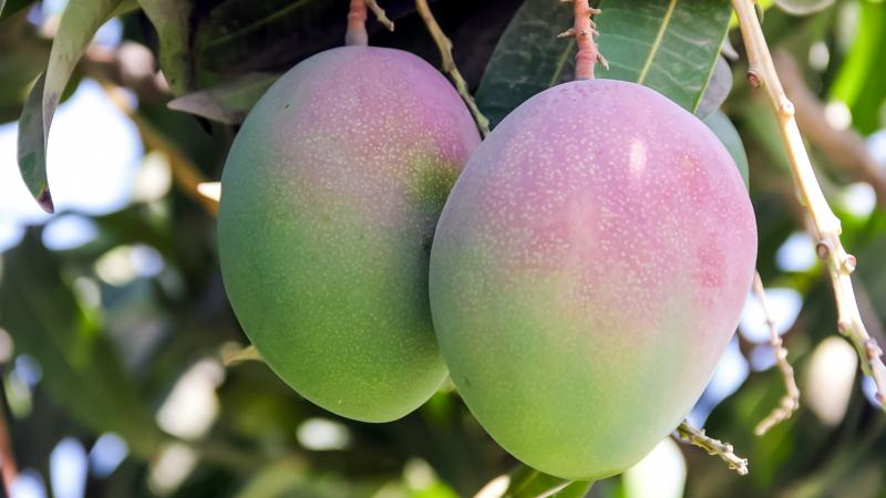 Agromercado gestionó que 4 camiones trasladen más de 80 toneladas de mango kent desde el norte del país hacia Lima