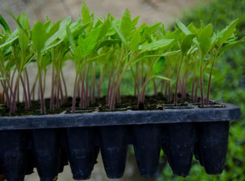 AGRONEGOCIOS GÉNESIS DESPACHA 40 MIL MICROPLANTAS DE BANANO AL MES