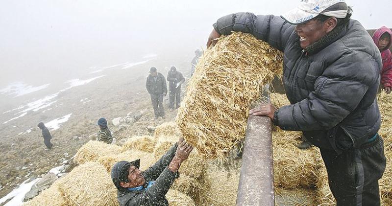 AGRORURAL ENTREGA MÁS DE 13 MIL KITS VETERINARIOS Y MÁS DE 100 MIL PACAS DE ALIMENTOS