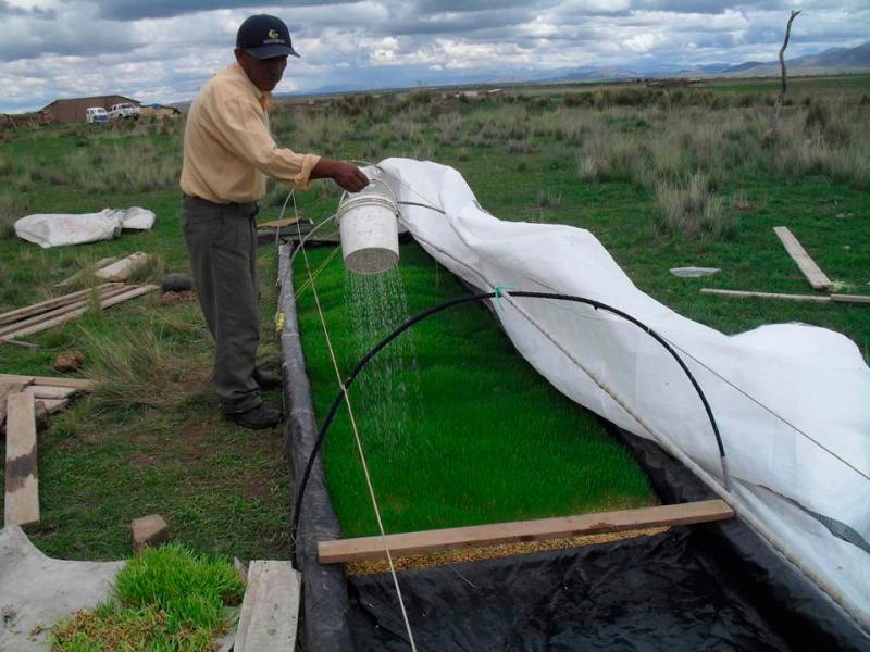 AGRORURAL INSTALÓ 60 MÓDULOS DE FORRAJE VERDE HIDROPÓNICO EN EL SUR