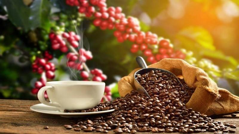 Al 2025, la exportación peruana de café superaría los US$ 1.600 millones