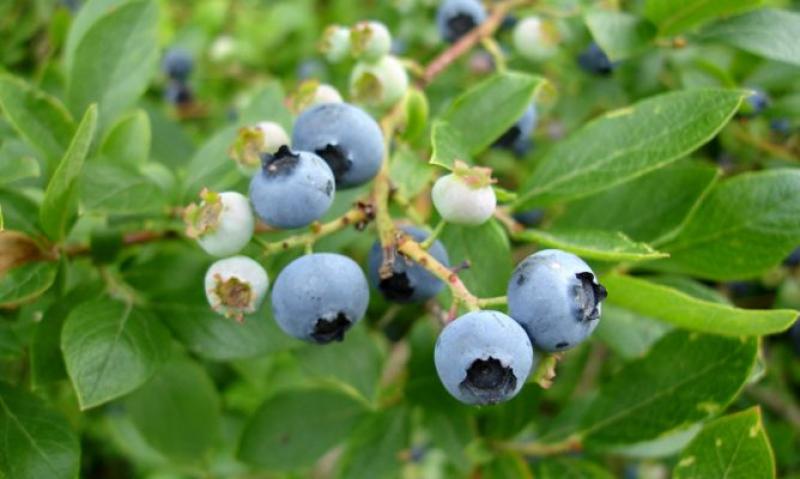 “AL PERÚ HAN INGRESADO MÁS DE 30 VARIEDADES DE PLANTAS DE ARÁNDANOS”