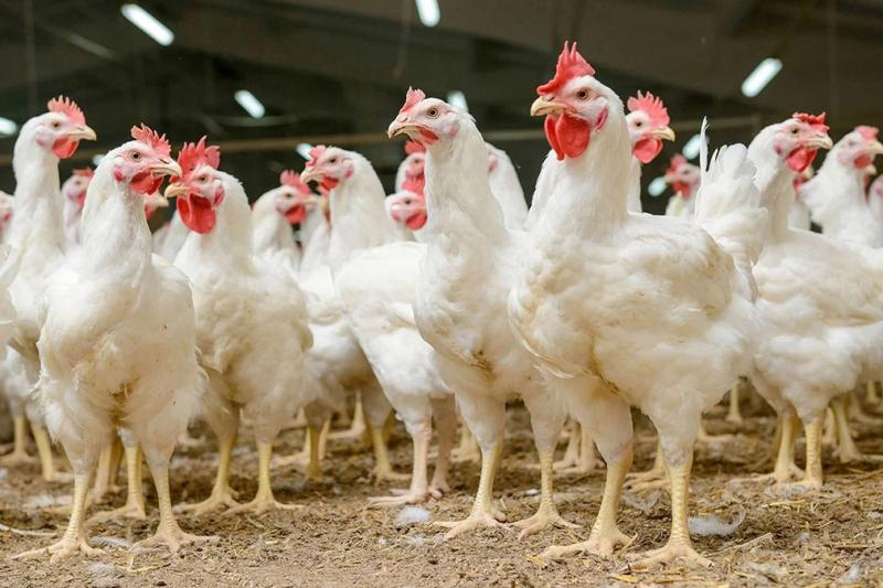 Alimencorp lanzará nuevos productos para el sector avícola este año