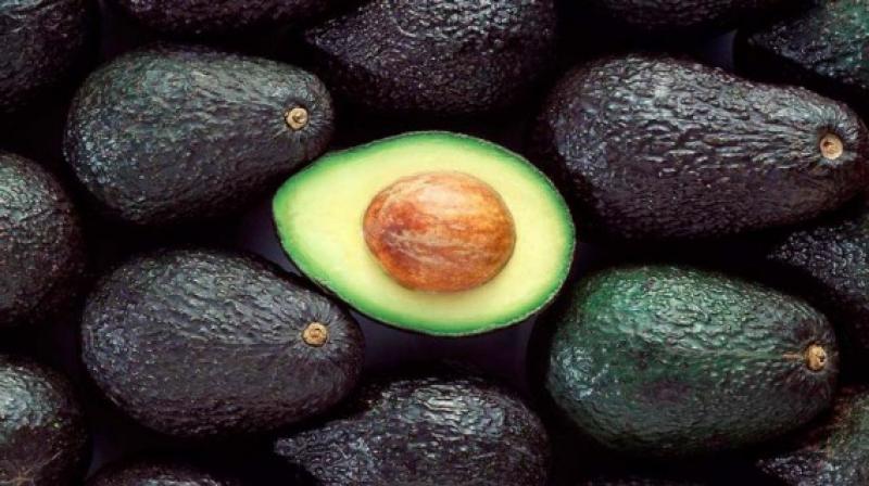 Alistan 2,000 nuevas hectáreas de palta Hass con una inversión de US$ 50 millones