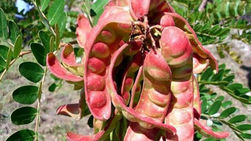 Alrededor de 80.000 familias en Perú participan a lo largo de la cadena productiva de la tara