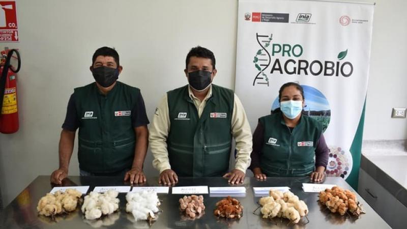 Analizan genética de accesiones del banco de germoplasma de algodón en Lambayeque