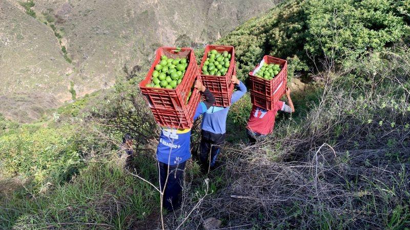 Áncash: líder nacional en exportación de palta fresca orgánica por quinto año consecutivo