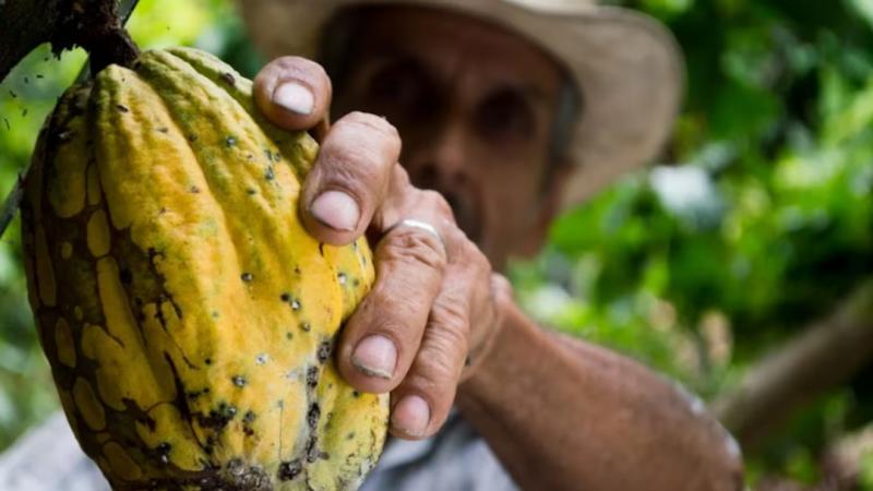 Ante crisis mundial de cacao, Perú quiere fortalecer su lugar sobre todo con derivados