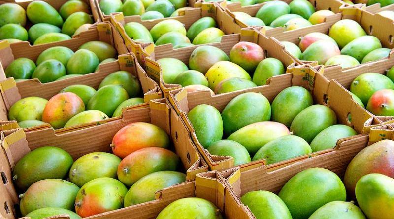 APEM: Cosecha de mango no puede detenerse ni perderse