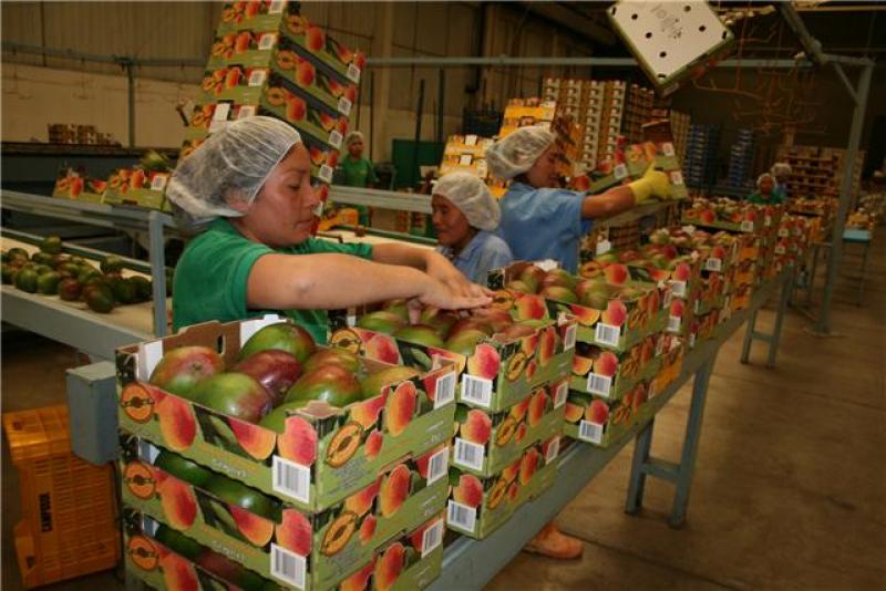 APEM IMPLEMENTARÍA SELLO DE CALIDAD PARA MANGO PERUANO EN 2015 