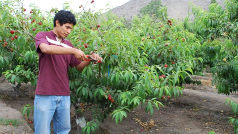 Aprueban dictamen del proyecto de ley que crea el Secigra agrario