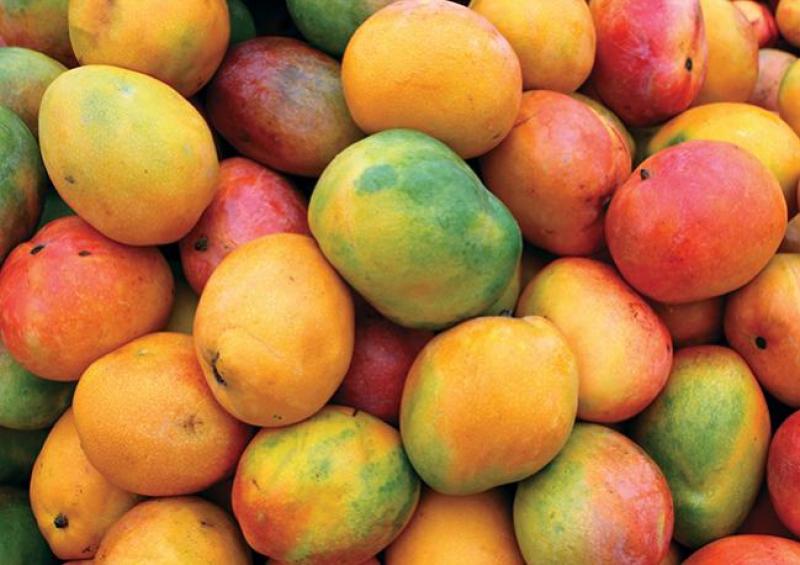 APRUEBAN FONDO DE S/ 600 MIL PARA MEJORAR COMPETITIVIDAD DEL MANGO CON PROCOMPITE
