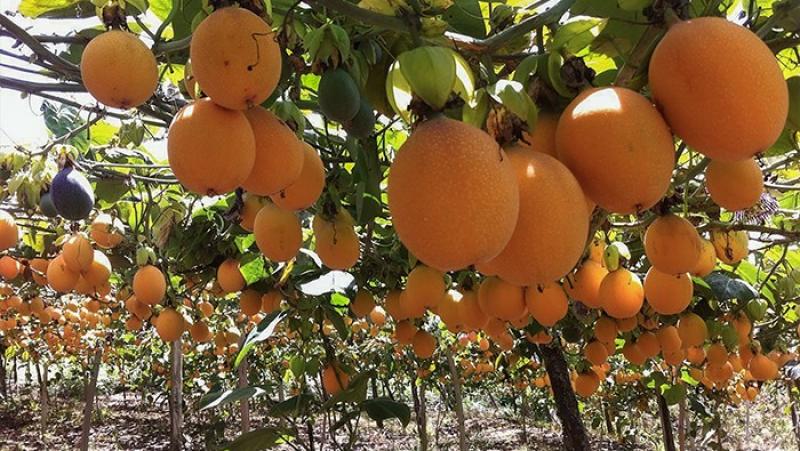 Aprueban norma técnica de buenas prácticas agrícolas para la granadilla peruana