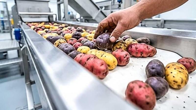 Aprueban reglamento para impulsar industrialización y exportación de la papa