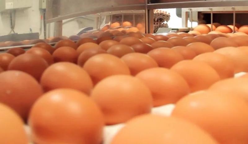 Aprueban requisitos zoosanitarios para la importación de ovoproductos procesados para el consumo humano procedentes de Brasil