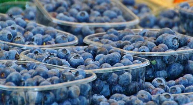 Arabia Saudita emerge como mercado clave para las exportaciones de arándano peruano