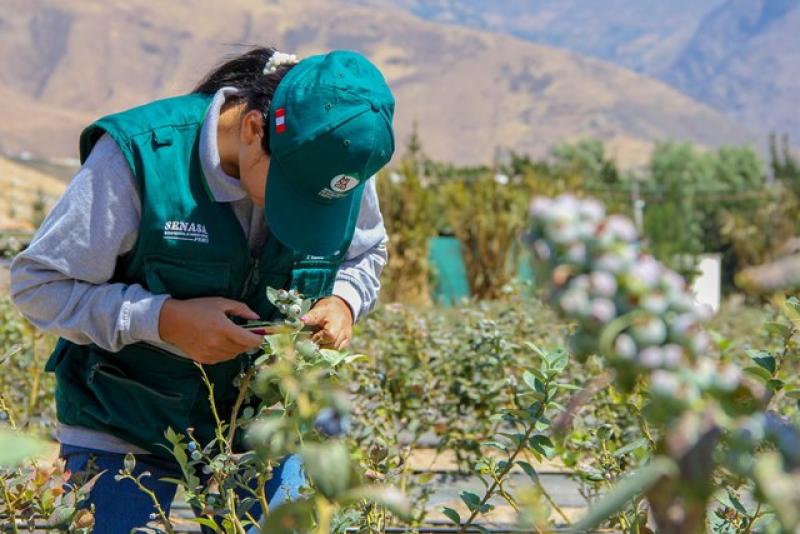 Arándanos peruanos inician conquista de China