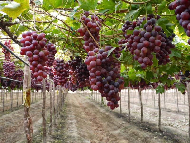 Arequipa exportó 6.400 toneladas de uva al extranjero en lo que va de la campaña 2018/2019