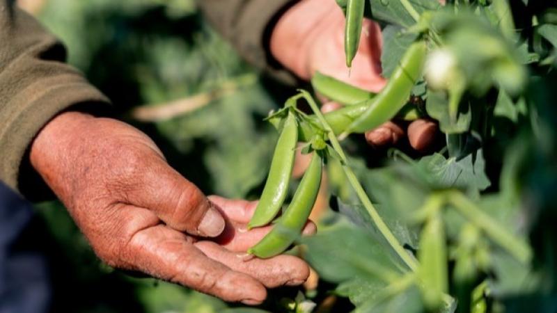 Arvejas de Perú amplían su temporada en Europa