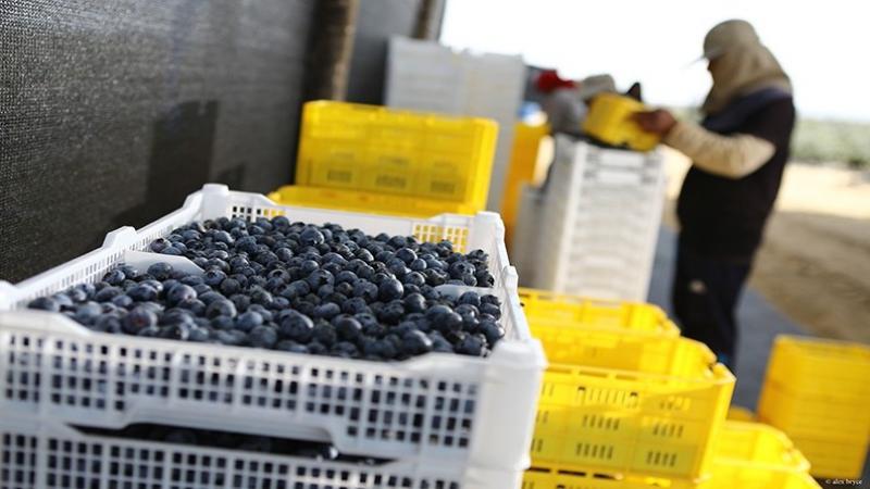 Asociaciones de pequeños productores agrarios del Perú demandan al Congreso de la República la aprobación de la Nueva Ley Agraria