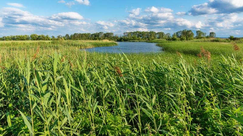 Aunque en algunas zonas persisten sequías, se consolidan mejores perspectivas climáticas para la producción en el cono sur
