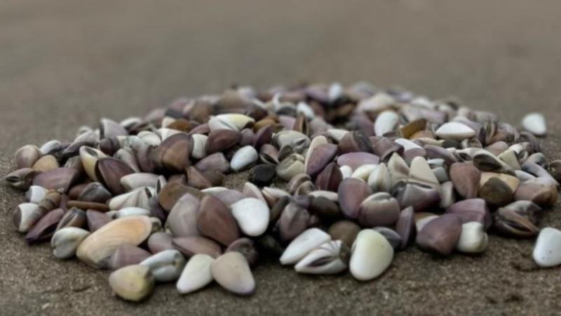 Autorizan extracción de “maruchas” en zona entre Piura y Lambayeque