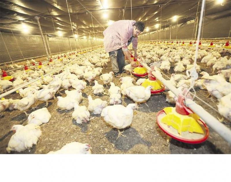 Avicultores recurren a su stock local de maíz amarillo y se reduce importación por alto precio