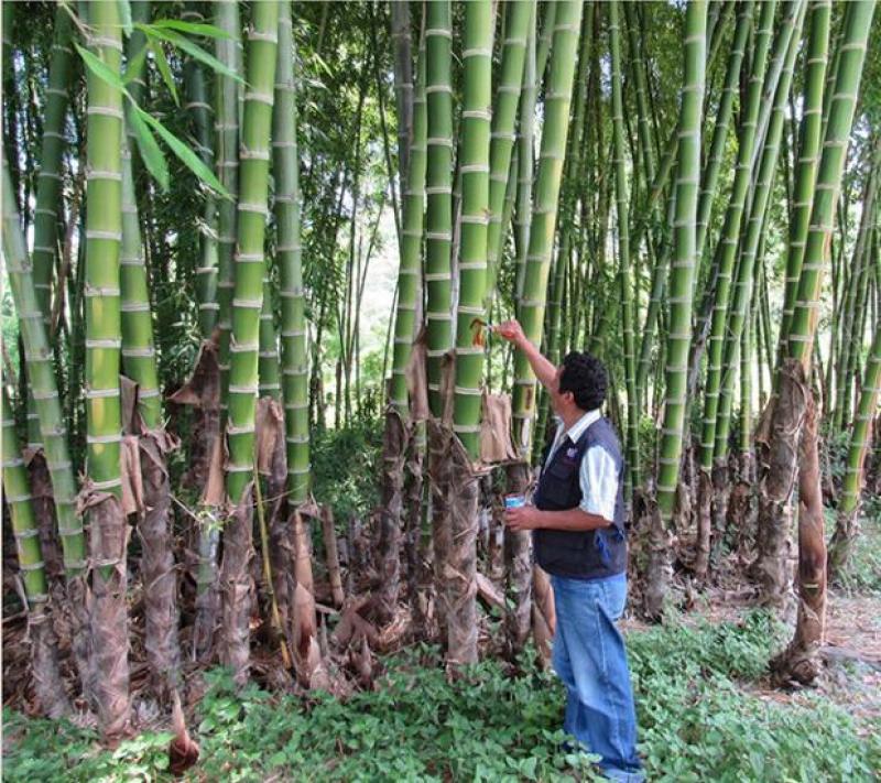 Azúcar, maíz, trigo, arroz y papa son los cultivos de mayor producción en el mundo
