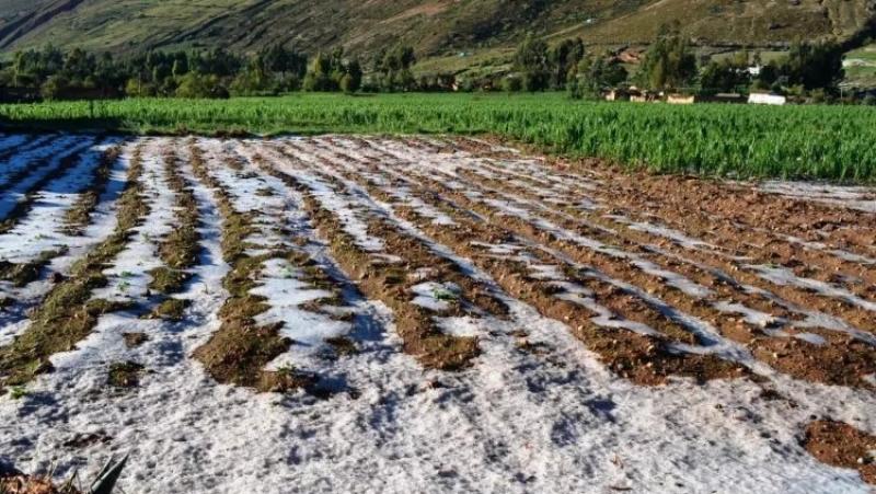 Bajas temperaturas pondrían en riesgo a 469.676 hectáreas de cultivo en regiones del centro y sur del Perú
