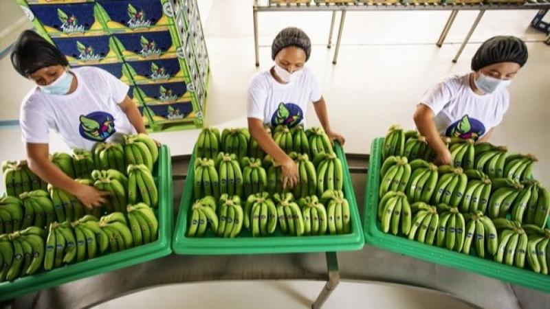 "Banana ecuatoriana se aleja de los mercados tradicionales y apuesta por Asia y África"