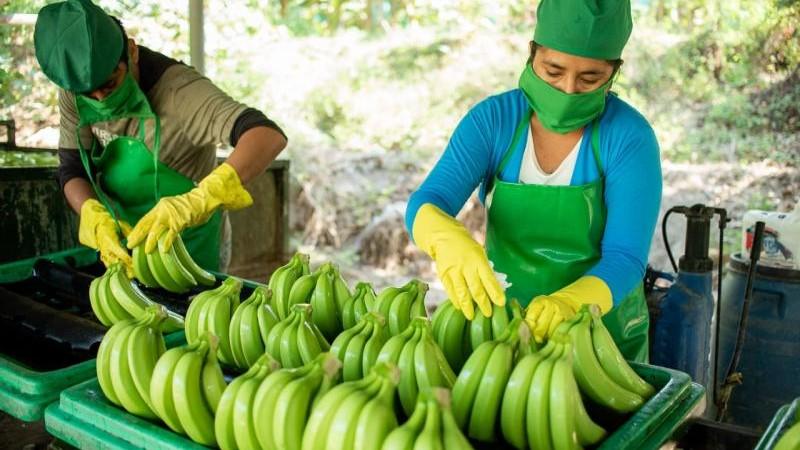 Banano orgánico de Perú podrá ingresar a Argentina en los próximos meses