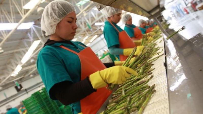 Bélgica, Canadá y Holanda son los principales mercados de Agrícola y Ganadera Chavín de Huántar