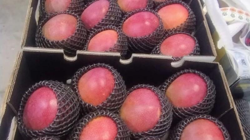Best Fruits of Peru se consolida como el líder en la exportación de mango aéreo