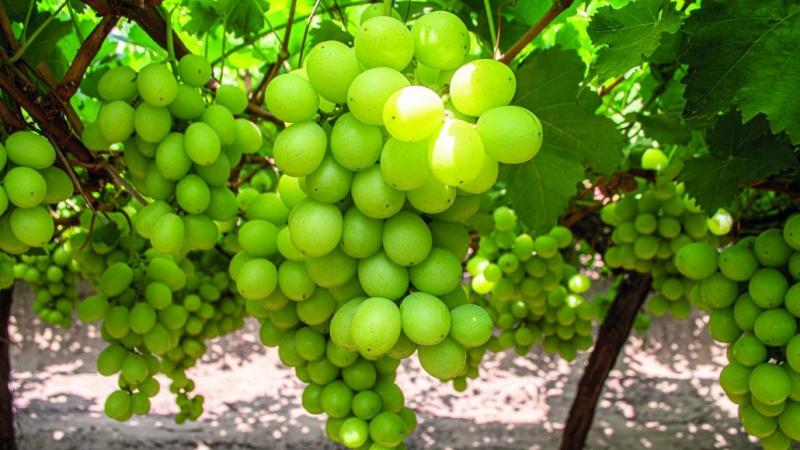 Bloom Fresh intensifica la aplicación de medidas contra plantaciones ilegales de uva en el Perú