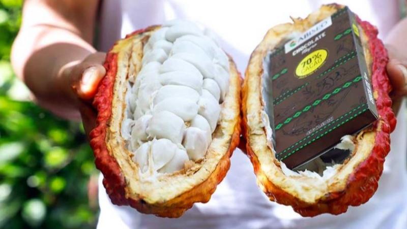 Cacao genera más de 13 millones de jornales al año en nuestro país