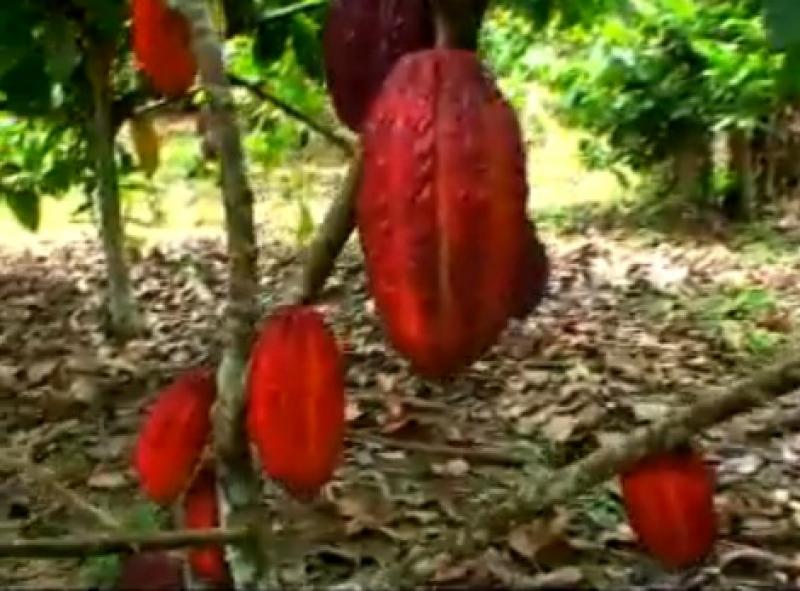CACAO ORGÁNICO DEL ALTO HUALLAGA COMO EL MEJOR DEL MUNDO