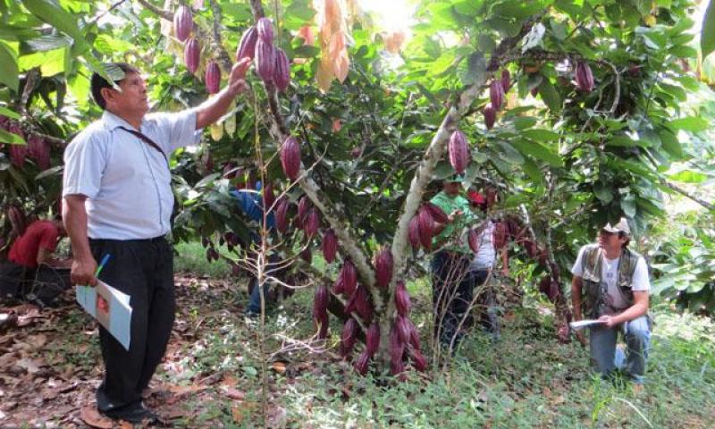CACAOTEROS DE UCAYALI REALIZAN PASANTÍA EN SAN MARTÍN