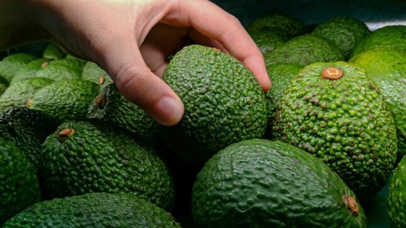 Calidad y certificaciones son básicas para diferenciar nuestra palta y lograr la fidelidad de los clientes