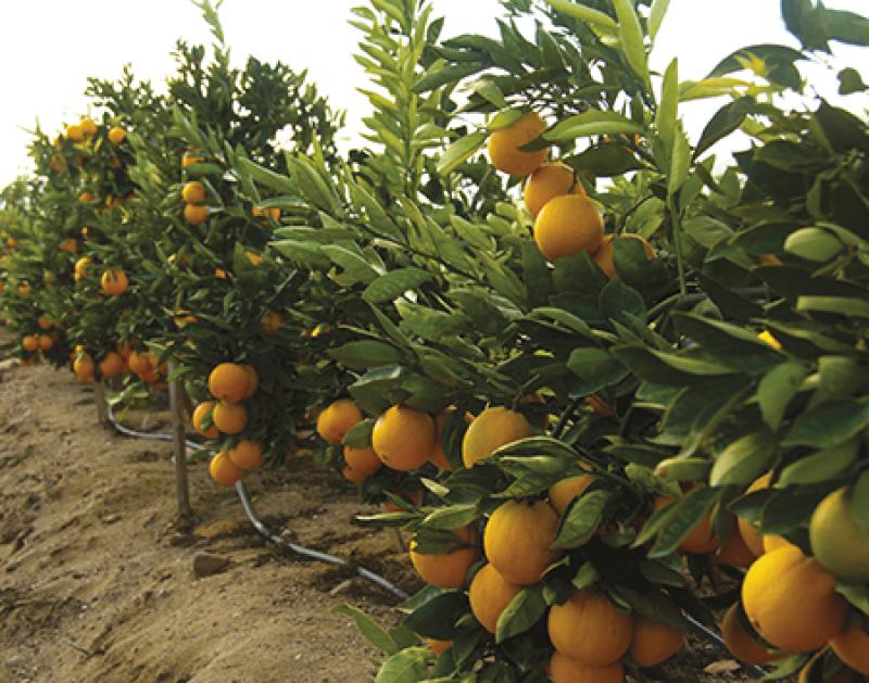 Cambio climático y sequía generan cambios en la producción agrícola de Chile