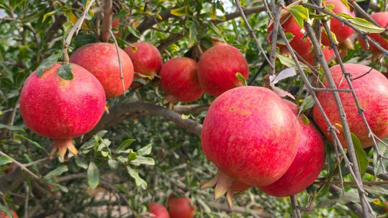 Campaña de granada 2025 cierra con gran crecimiento y posiciona al Perú como proveedor clave en el mundo