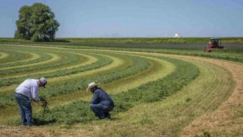 Campaña de Siembra de Pastos y Forrajes beneficiará más de 68 mil cabezas de ganado