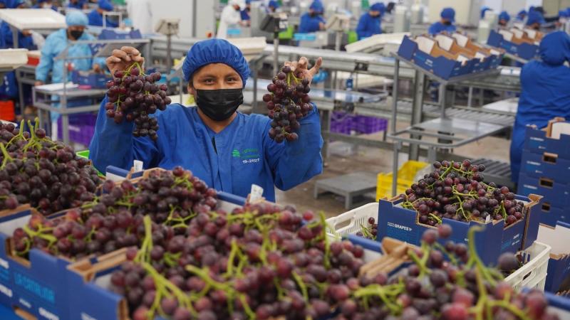 Campaña de uva de mesa peruana podría sorprender llegando a las 80 millones de cajas