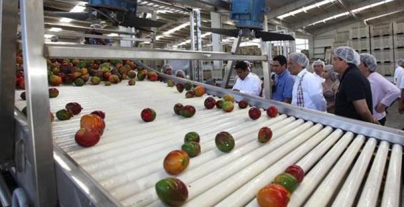 CAMPOSOL  EXPORTARÍA 6.900 TONELADAS DE MANGO FRESCO ESTA CAMPAÑA