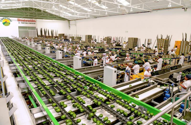 Camposol y Virú superaron los US$ 200 millones en ventas entre enero y septiembre del 2022