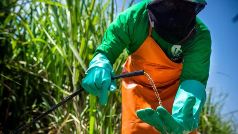 Caña Brava destaca el uso del riego tecnificado para transformar el desierto de Piura en tierras productivas